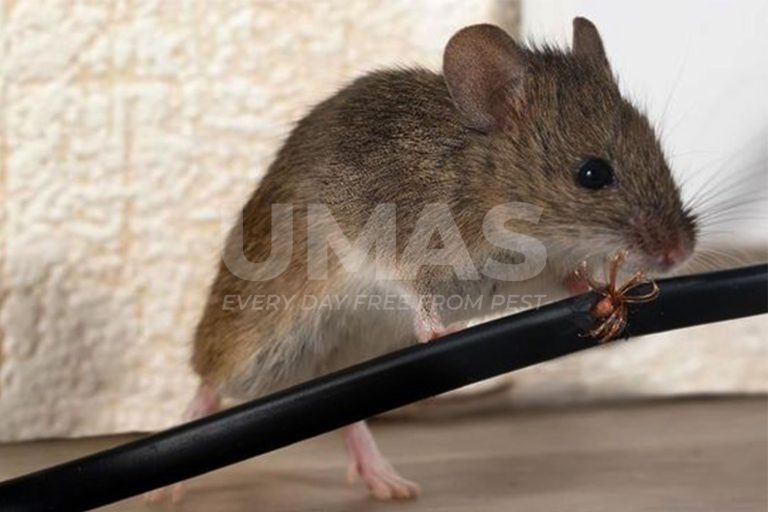 jasa anti tikus rumah jakarta