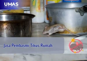 Jasa Pembasmi Tikus Rumah