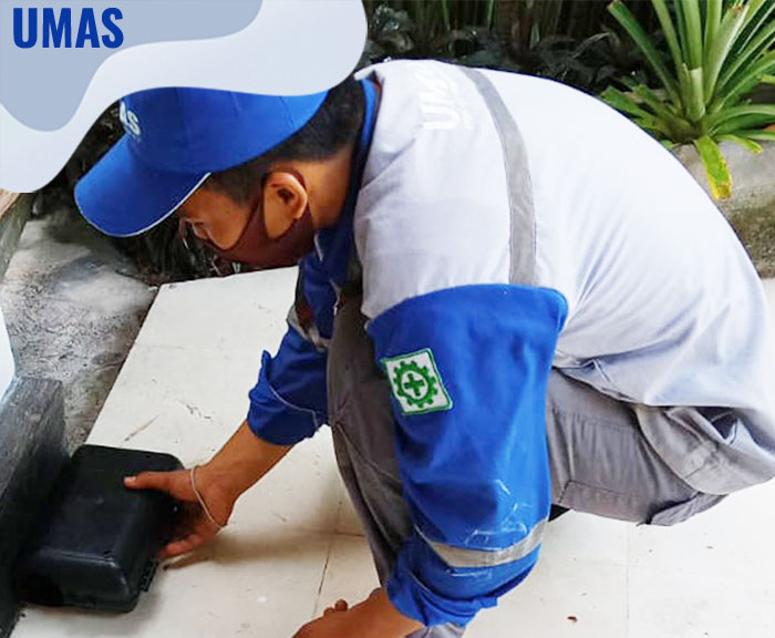 Pembasmi Tikus Tanah Abang