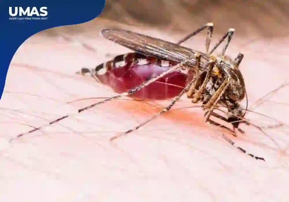 Kenapa Nyamuk Suka Darah Manusia?