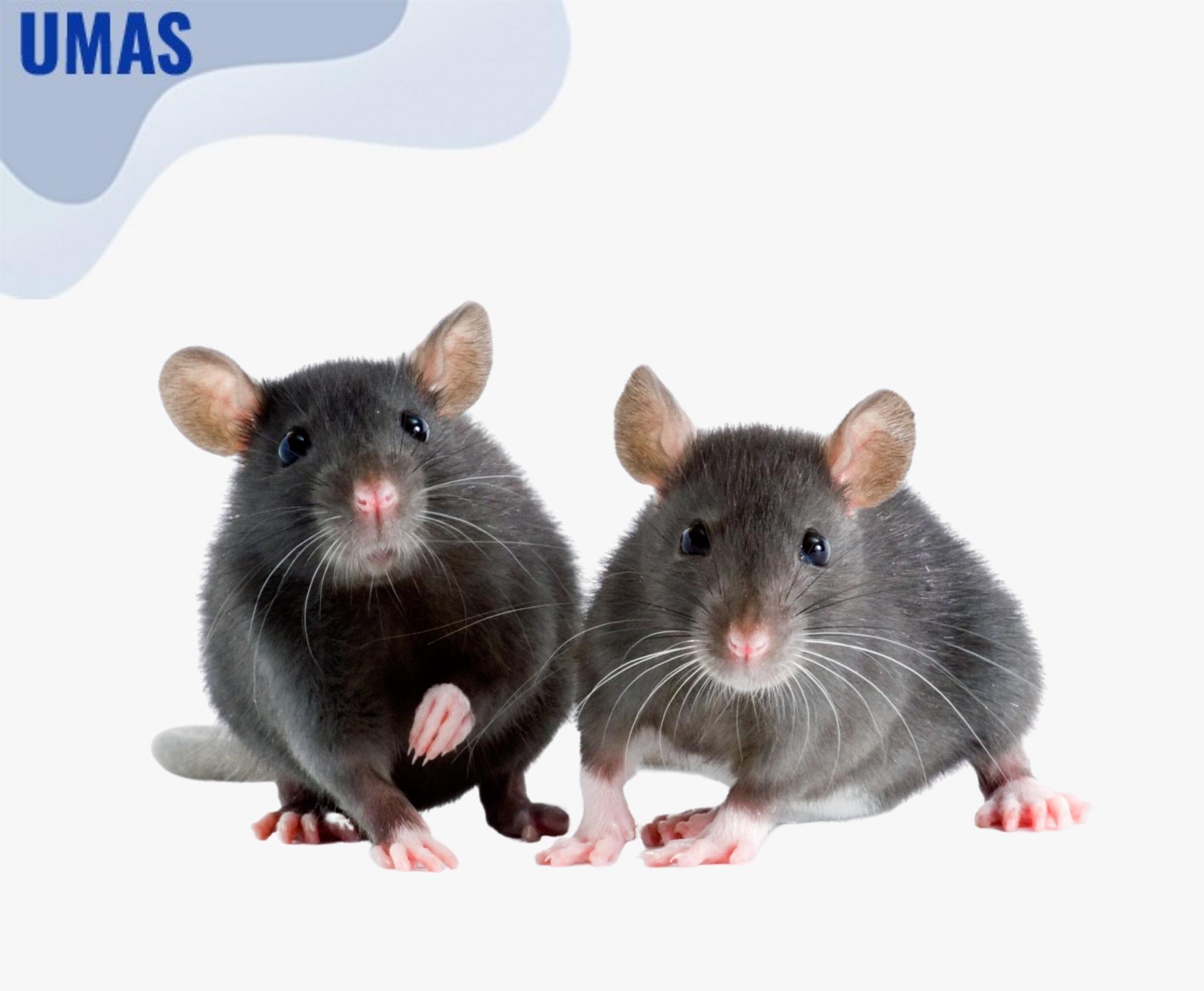 Fakta Menarik, Tikus Berkembang Biak Sangat Cepat. Kok Bisa?