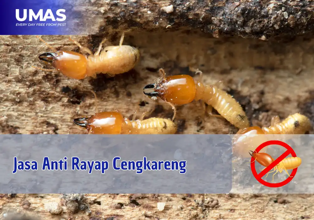 Jasa Anti Rayap Cengkareng