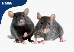 Reproduksi tikus