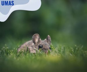 jasa pembasmi tikus kebayoran lama