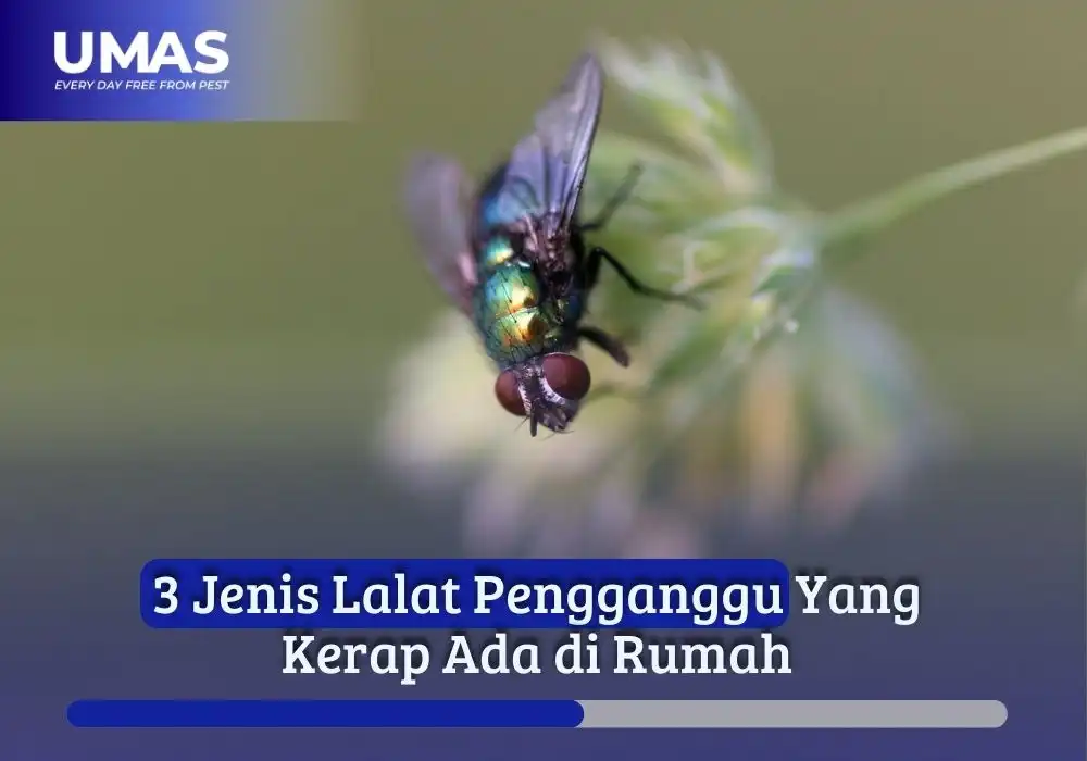 jenis lalat pengganggu