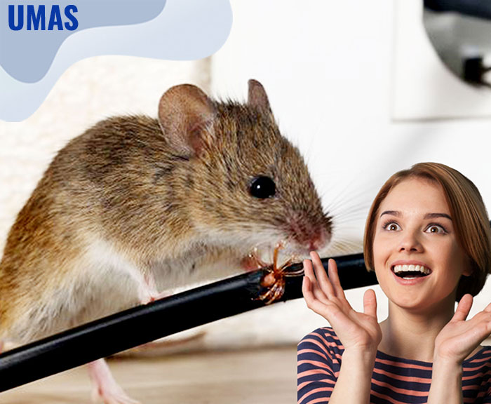 Cara Usir Tikus