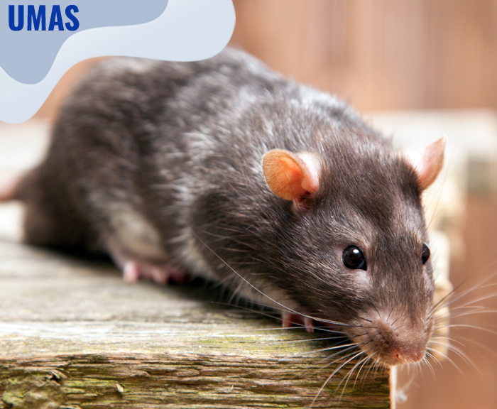 Mengetahui Jenis Makanan Tikus yang Cocok Digunakan Sebagai Umpan