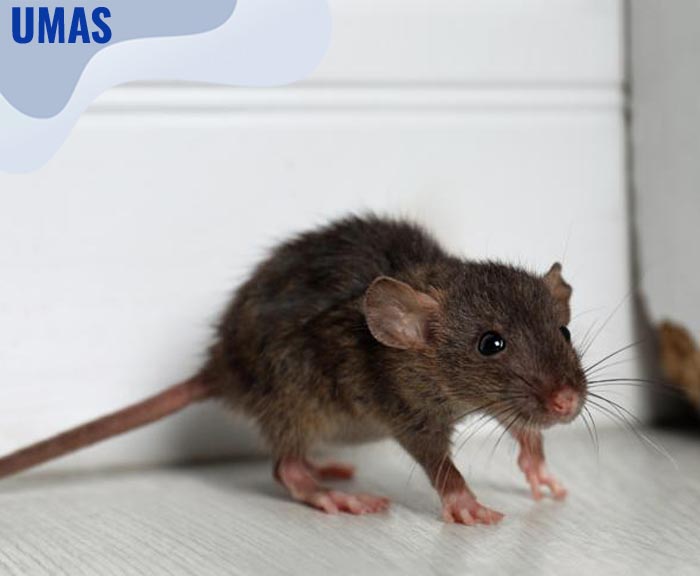 5 Cara yang Ampuh Usir Tikus di Kamar