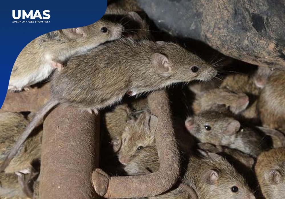 Tikus Got : Bahaya, Ciri-Ciri, Mitos dan Cara Membasminya