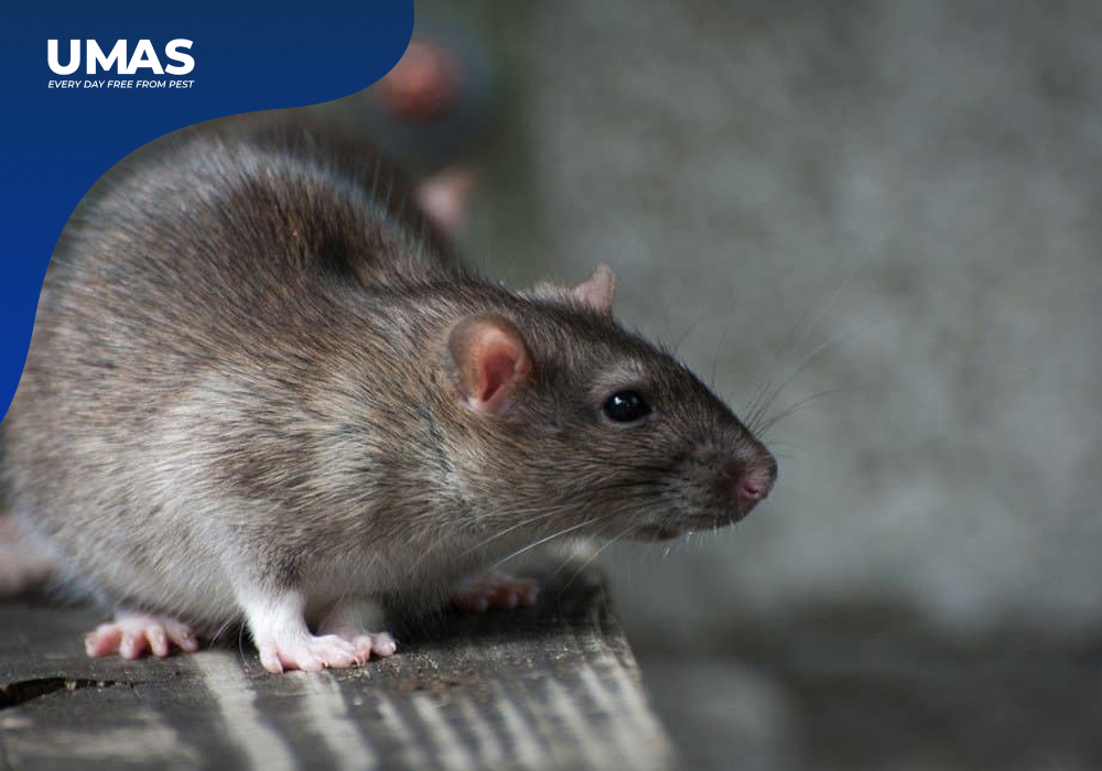 Tikus Takut dengan Bau Apa? Pelajari Cara Mencegah Serangan Tikus
