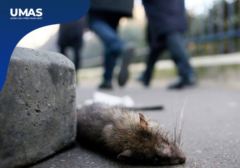 Populasi Tikus di Paris Melonjak!, Inilah Pentingnya Pengendalian Tikus!