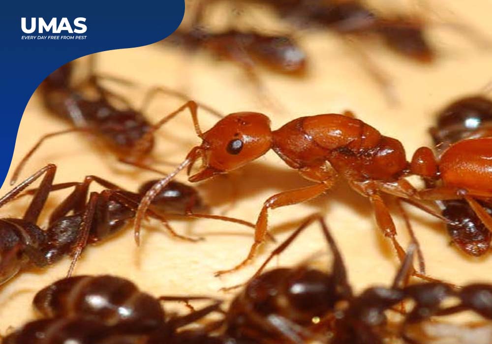 Misteri Miniatur: Mengungkap Kehidupan Sosial Semut yang Penuh Keajaiban