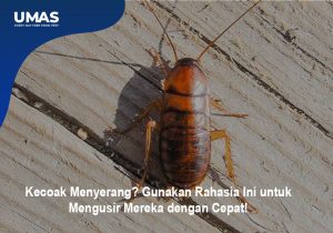 Kecoak Menyerang? Gunakan Rahasia Ini untuk Mengusir Mereka dengan Cepat!