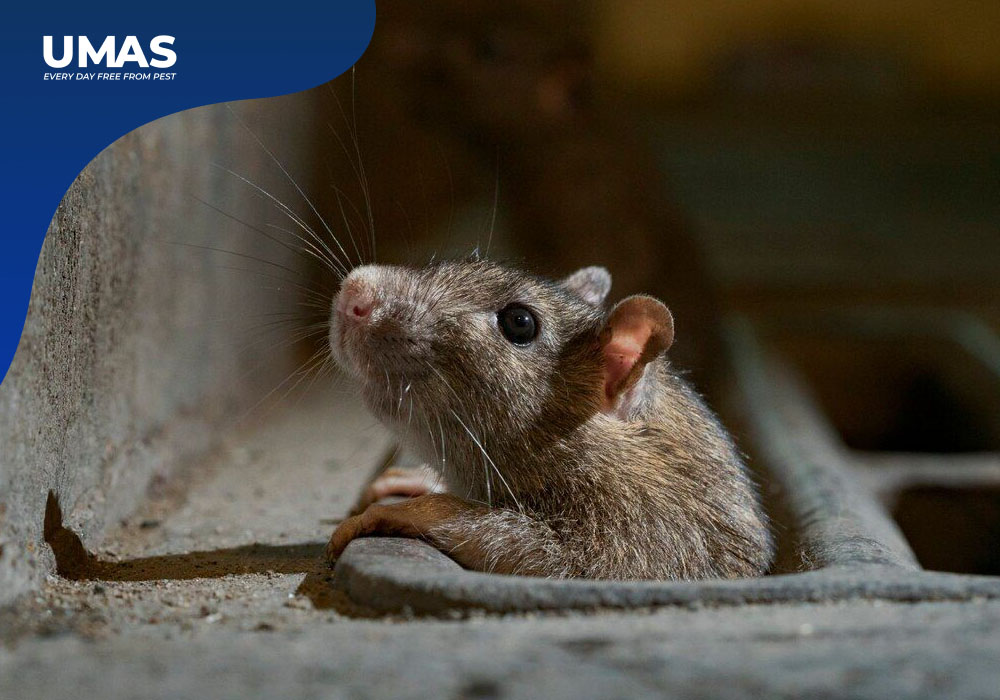 Jasa Pembasmi Tikus Kemayoran | Mengusir Tikus di Atas Plafon