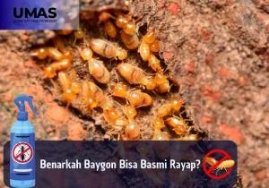 baygon bisa basmi rayap