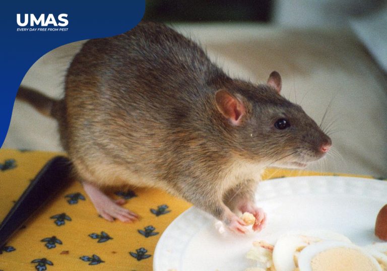 Jasa Pembasmi Tikus Kelapa Gading | Penularan Bakteri Tikus