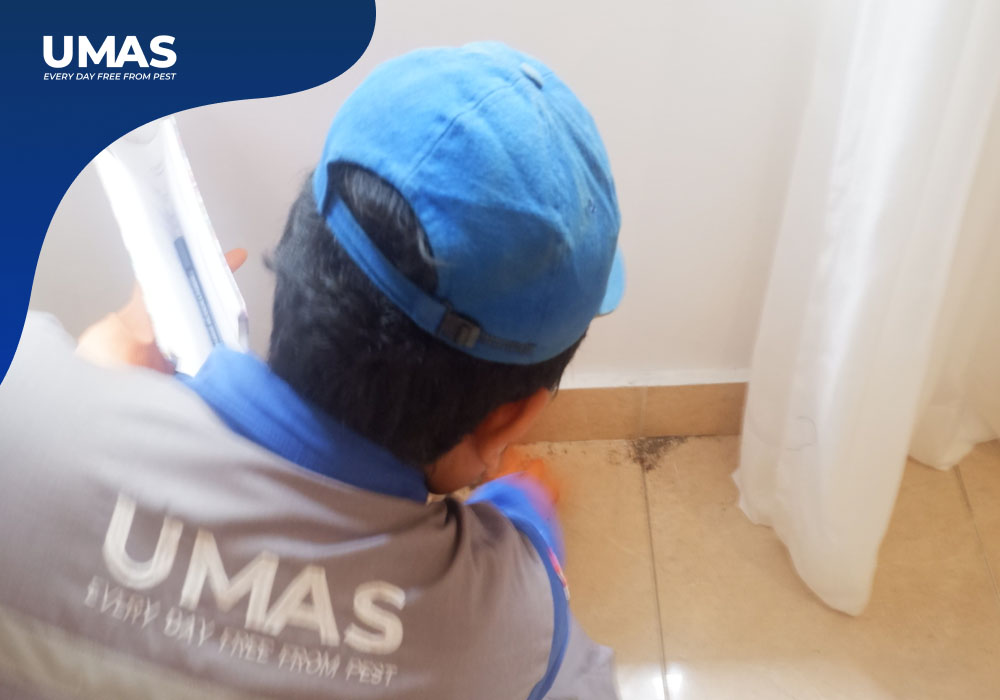 Jasa Pest Control Legian | 081138204195 | Semut di Kamar Villa