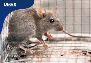 Jasa Pembasmi Tikus Cakung - Cara Mengatasi Tikus di Gudang
