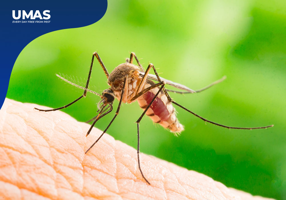 Cara Mengendalikan Nyamuk