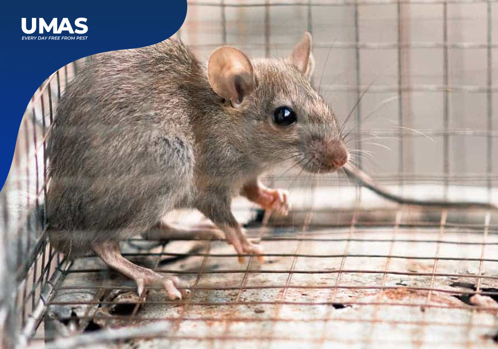 Jasa Pembasmi Tikus Cakung - Cara Mengatasi Tikus di Gudang