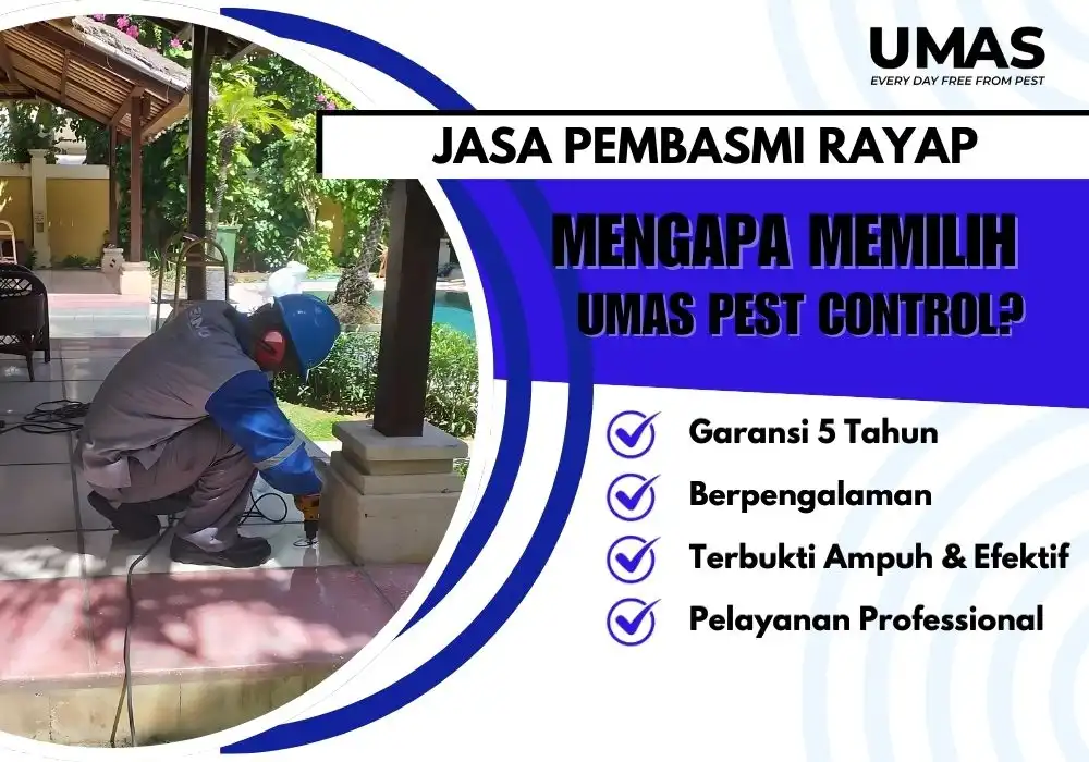 Jasa anti rayap