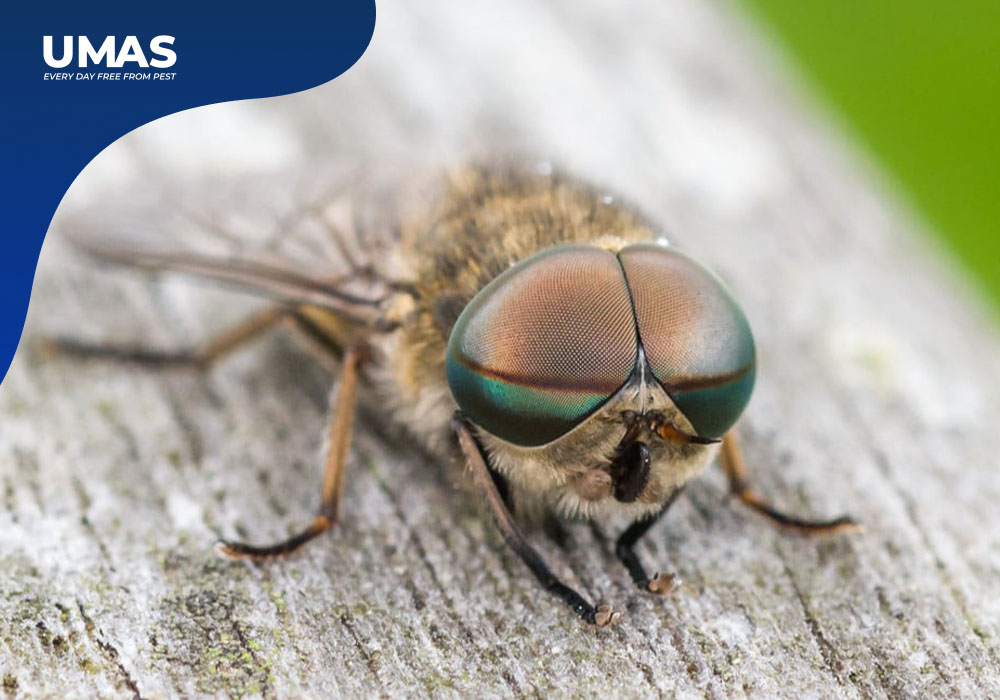 Jasa Pest Control Tambaksari-Serangan Lalat Limbah di Kantor