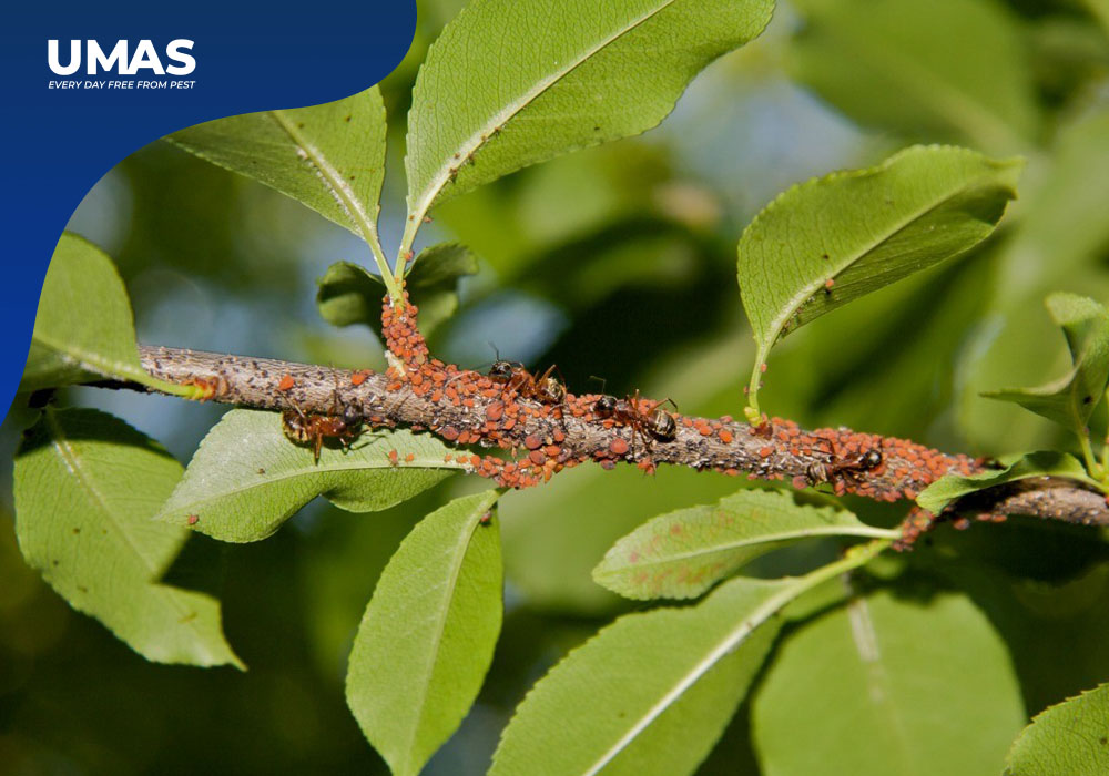 Jasa Pest Control Karangasem | Mengatasi Semut di Pohon