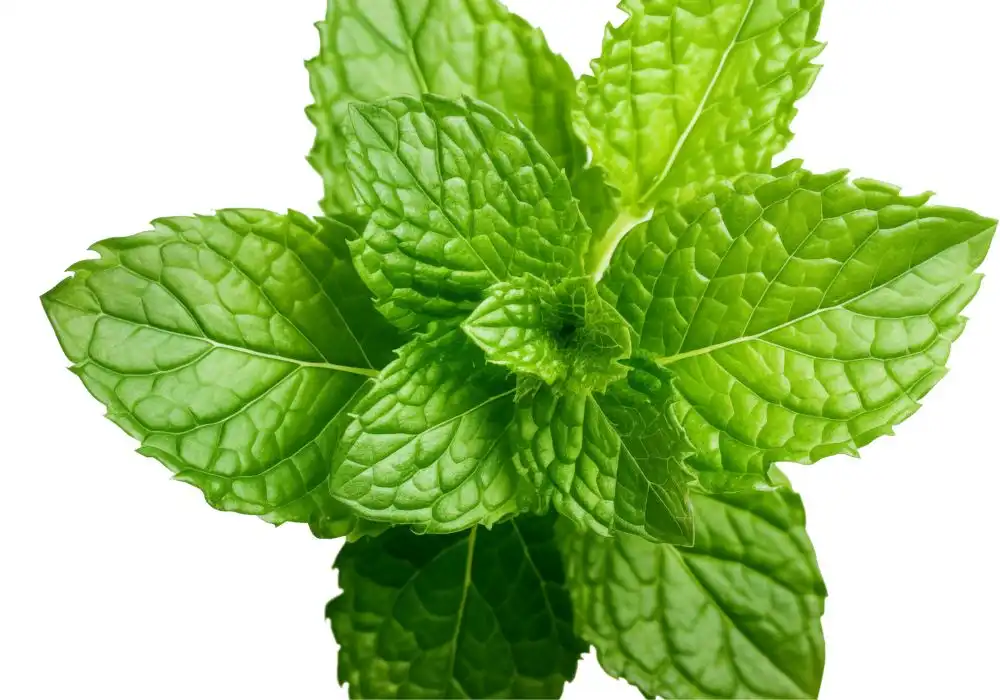 daun mint