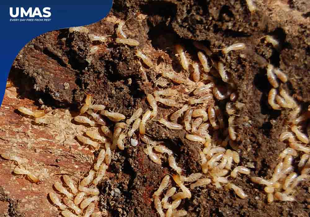 identifikasi rayap tanah