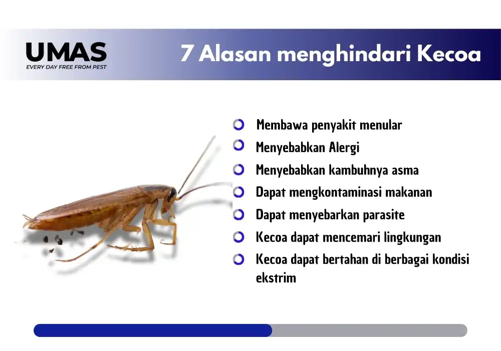 7 alasan menghindari kecoa