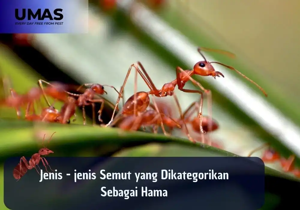 Jenis-jenis semut