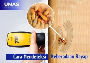 Cara Mendeteksi Rayap