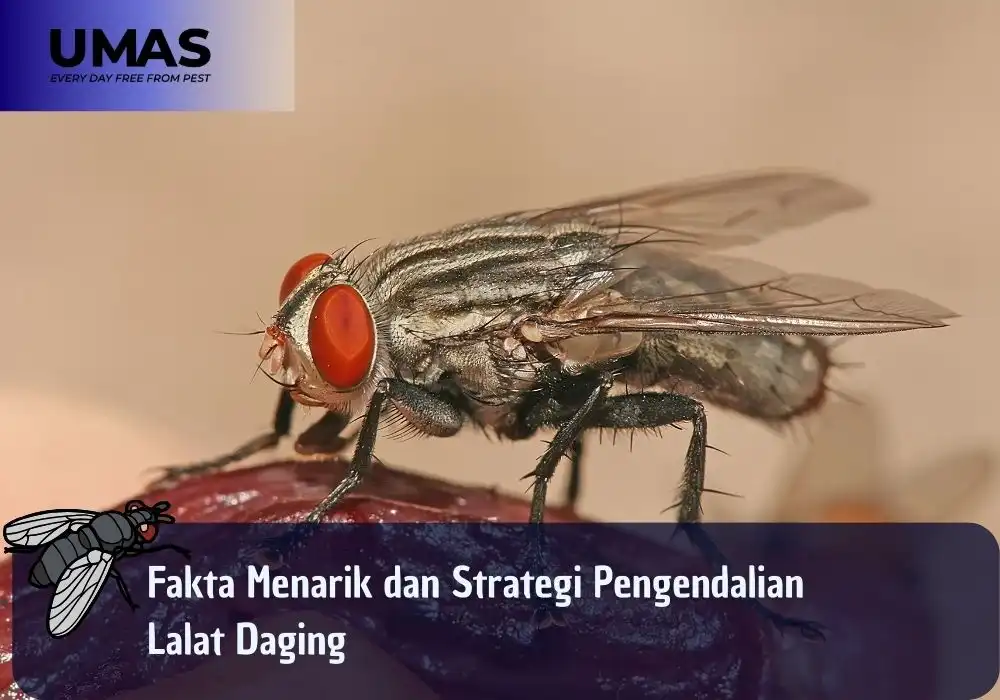 Fakta Menarik dan Strategi Pengendalian Lalat Daging