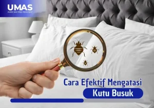 Mengatasi Kutu Busuk