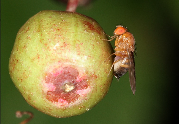 lalat buah