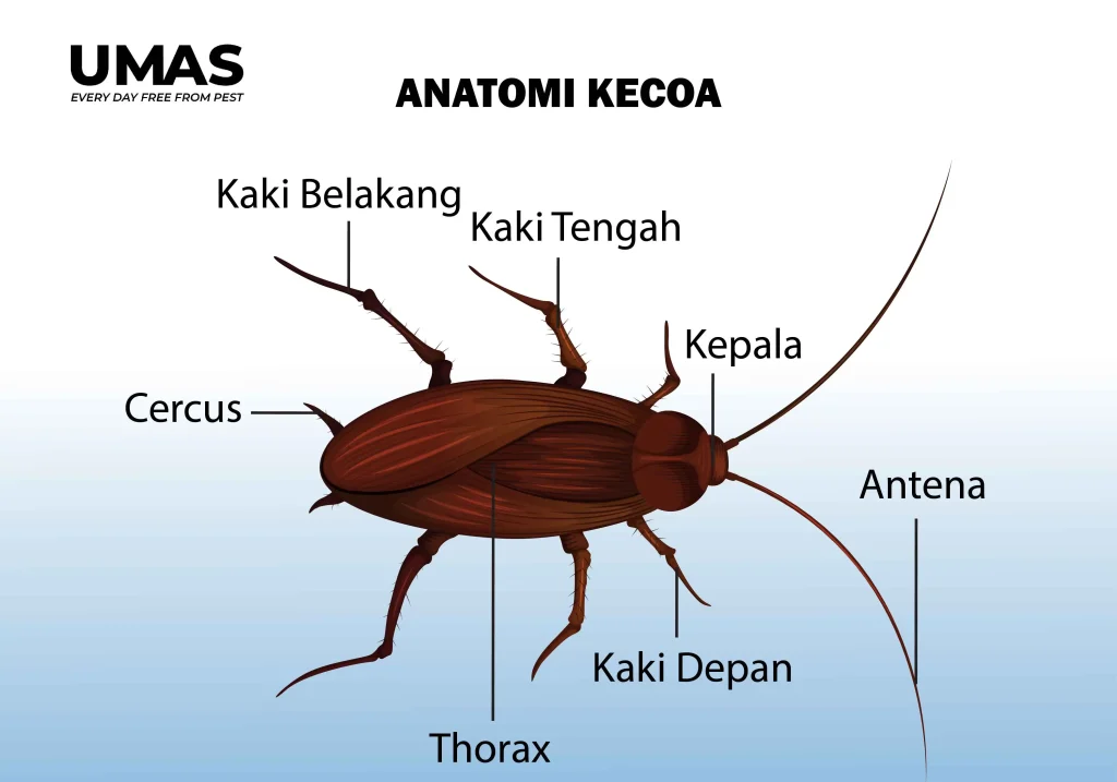 Anatomi Kecoa