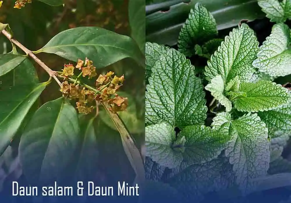 Daun Salam | Daun Mint