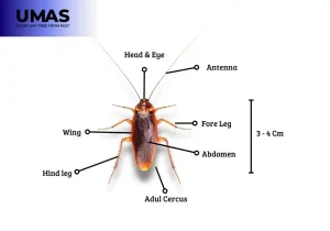 Morfologi Kecoa Amerika