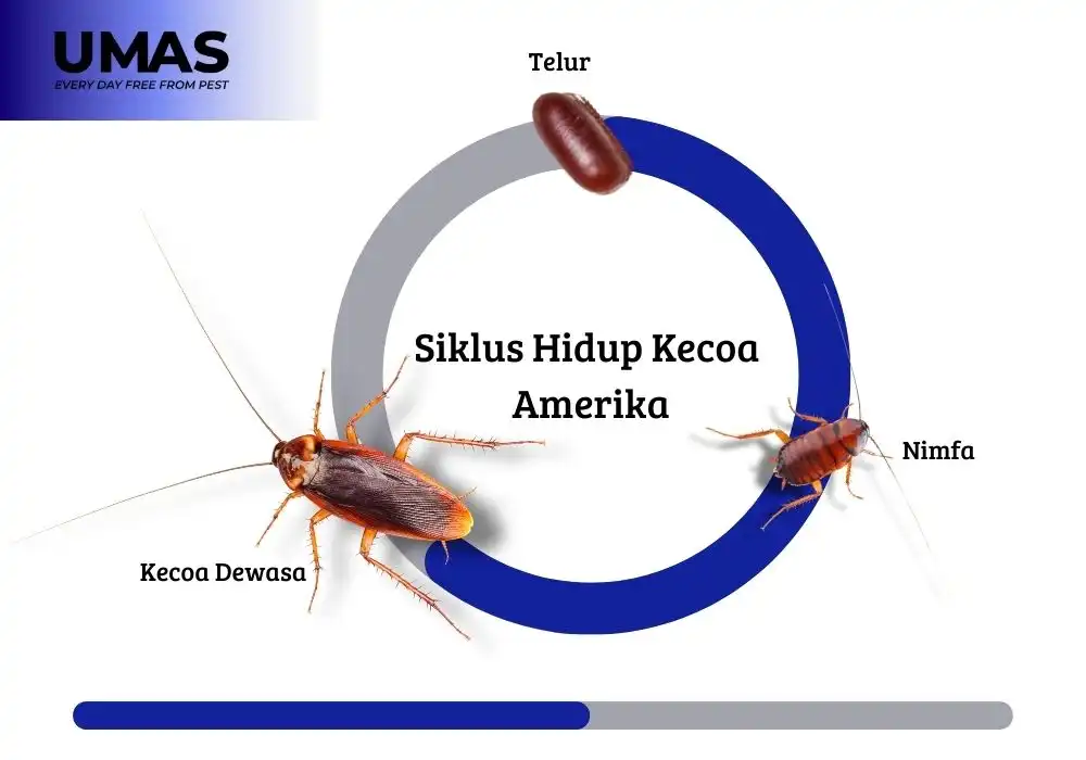 Siklus Hidup Kecoa Amerika