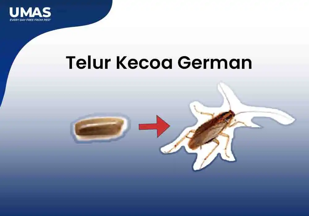 Kenali Telur Kecoa Jerman Bentuk Dan Cara Mengatasinya