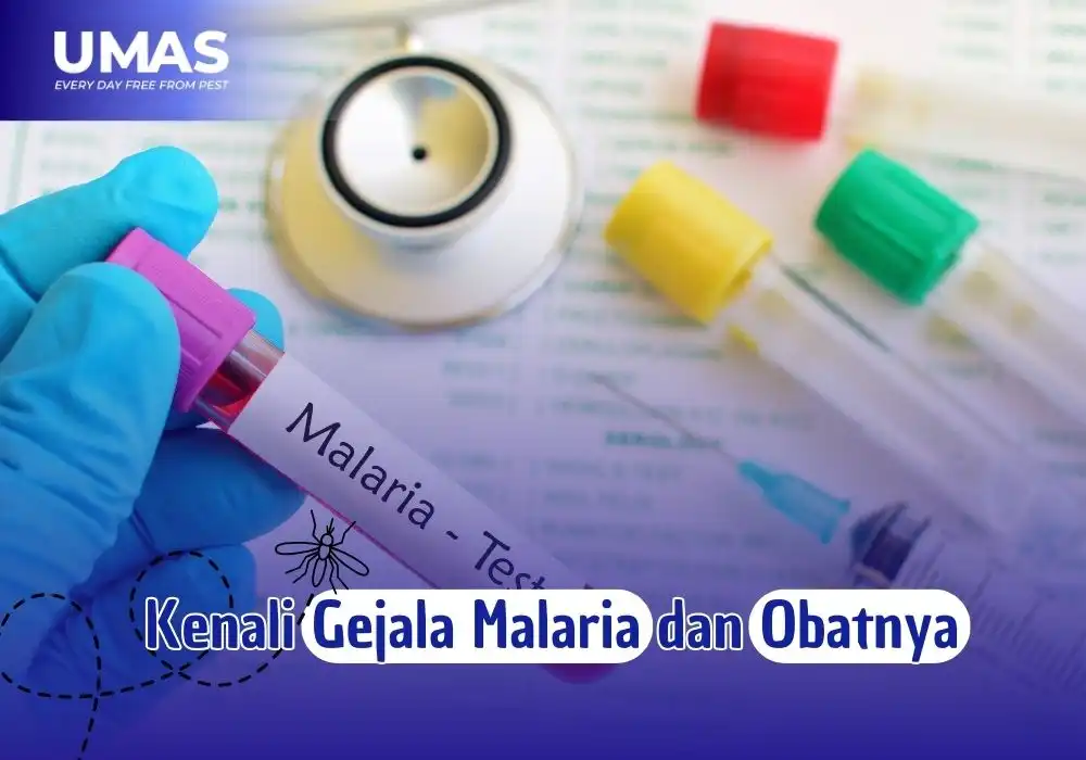 Gejala Malaria dan Pengobatan