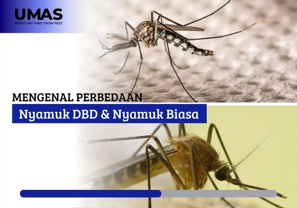 Nyamuk DBD dan Nyamuk Biasa