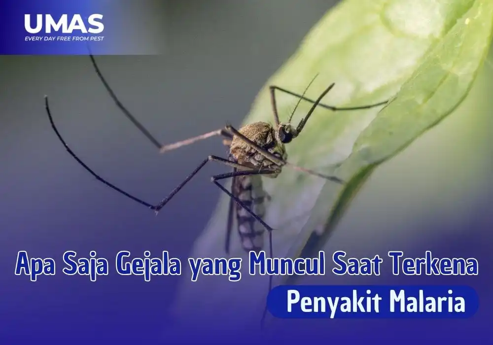 Gejala sakit malaria