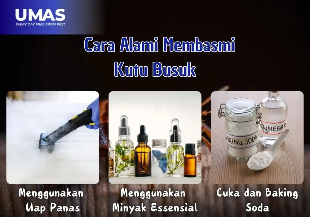 Cara Alami Membasmi Kutu Busuk