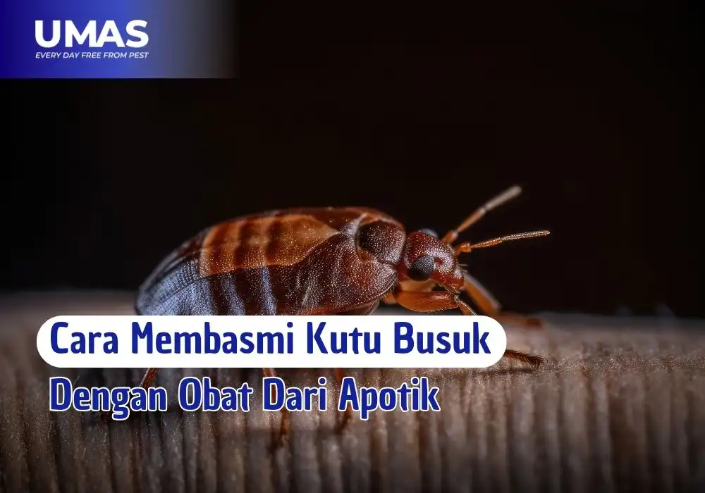 obat kutu busuk di apotik