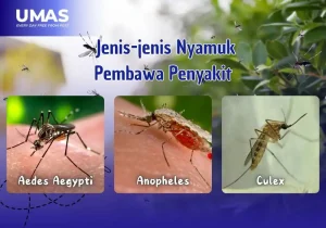 jenis nyamuk pembawa penyakit