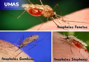 Jenis nyamuk penyebab malaria