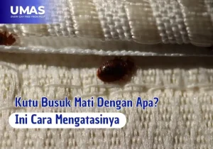 kutu busuk mati dengan apa