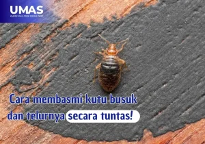 cara memebasmi kutu busuk dan telurnya