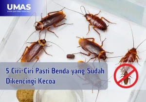 ciri ciri dikencingi kecoa